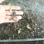 Sprouted Beans in Separator Tray